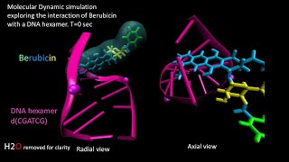 Molecular Dynamic Simulation of Berubicin Interaction with DNA hexamer dCGATCG Part 2 [upl. by Assile]