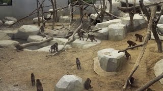 ► L’enclos des babouins au Zoo de Vincennes Parc Zoologique de Paris [upl. by Esbenshade]