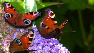 Lets spot butterflies in Vlindertuin De Zindering Tiel Netherlands [upl. by Tammara686]