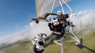 Vol en ULM avec les oies et Christian Moullec Fly with birds geese on board a microlight [upl. by Rana]