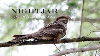 Nightjar and babies [upl. by Nevets809]