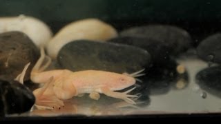 3 Care Tips for African Clawed Frog  Pet Reptiles [upl. by Nollahp]