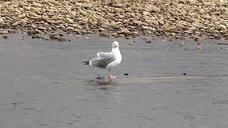 20240422 ZILVERMEEUW LARUS ARGENTATUS [upl. by Hashimoto]