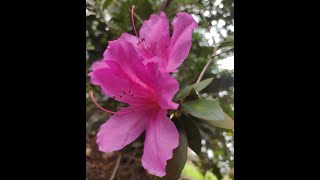 They bloomed in winter shorts flowers asmr music winter lovenwantiti ckay [upl. by Gitt]