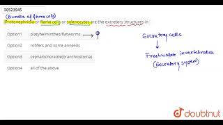 Protonephridia or flame cells or solenocytes are the excretory structures in [upl. by Eniamraj49]