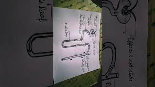 Structure of Nephron [upl. by Nave578]