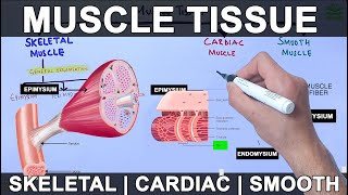 Muscle Tissue  Skeletal  Cardiac  Smooth Muscle [upl. by Garaway]