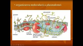 CURS 42 Structura membranelor [upl. by Thurstan]