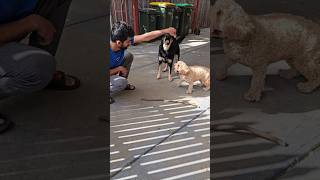 Play time with dada telugu love animals shortsfeed shortvideo youtubeshorts dog yt funny [upl. by Ushijima192]