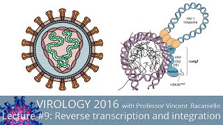 Virology Lectures 2016 9 Reverse transcription and integration [upl. by Barrus116]