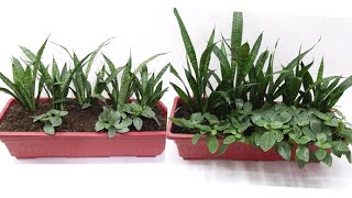 How to Grow Snake Plant Zeylanica and Fittonia Green in Single Pot at Home [upl. by Cicero]