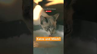 Katze und Milch Katzen lieben den süßen Geschmack von Milch aber [upl. by Delogu]