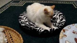 How to Make an Easy Home Made Cat Bed  Part 1 [upl. by Lutim]