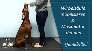 Wirbelsäule mobilisieren amp Muskulatur dehnen  Workout für euren Hund  fitmitbellini [upl. by Daas]