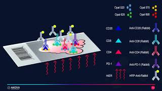 Multiplexing on Mouse tissue using Cell Signaling Technology antibodies and OPAL IHC method [upl. by Ramsdell401]