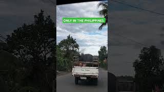 ONLY IN THE PHILIPPINES thegarciafamily philippines mindanao shortvideos [upl. by Nabroc]