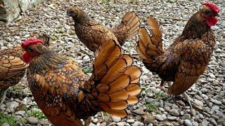 Golden Sebright Bantam Chickens for Sale [upl. by Merc254]