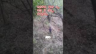 ହାତୀ 🐘 ପାଖରୁodia sad song video sadsong song music newsong like odiacomedychandanbiswalnew [upl. by Lyckman]