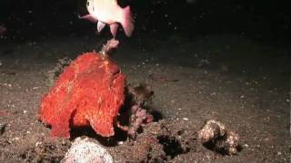 Crazy Giant Frogfish eats Cardinalfish whole [upl. by Gerianne]