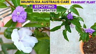 Fragrant Plant Brunfelsia Australis Care Repotting and 1 Month Updates [upl. by Alfreda946]