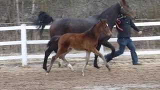 wwwreitschulesandbrinkde FOR COMPLIMENT  LORD LOXLEY foal Dressage [upl. by Nur]