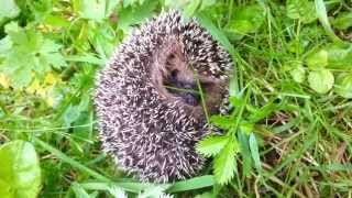 Молодой ёж пыхтит  The young hedgehog puffing [upl. by Junko]