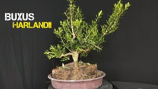 Membentuk Bonsai Buxus bonsaimalaysia [upl. by Atihana]