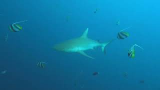 Diving Maldives Fish Head 4K [upl. by Teodora]