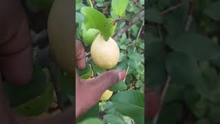 கொய்யா❤Guava farming🍏 Guava benefits🦜Guava in India🇮🇳 guavafarmingguavabenefits guavachutney [upl. by Jarrod]