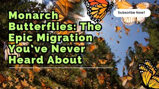 Monarch Butterflies The Epic Migration You’ve Never Heard About [upl. by Ambrose]