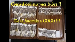 Le labo et tout mes tubes de fourmis plus ma Lasius UmbratusMa collection de fourmisMedoc72 [upl. by Aniryt]