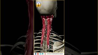 How to Strengthen Key Muscles for Perfect Posture and Balance  Anatomy amp Biomechanics Explained [upl. by Kcirdle905]