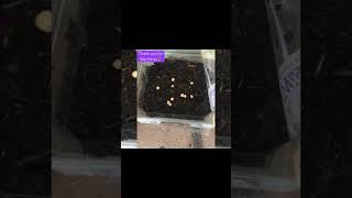 DIY Growing Planting Falsa Seeds at Home Grewia asiatica بیج سے فالسہ اگانا [upl. by Suinotna]