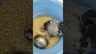 चोरbirds fact2chop pets funny animals fact2fact mirzafact [upl. by Aidil]