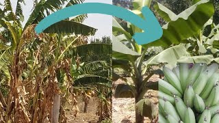 How to Rejuvenate your Older Banana Plantation and you get Bigger Bunches of Bananas [upl. by Nyrok]