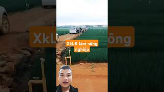 Cảnh xklđ làm nông nghiệp framing shortsfeed shots vaycongchuachobegai [upl. by Henson]