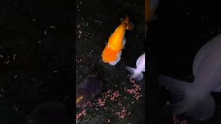 Watch my water pig devour his food aquarium ranchu goldfish viral fyp dairylandgoldfish [upl. by Marquis188]