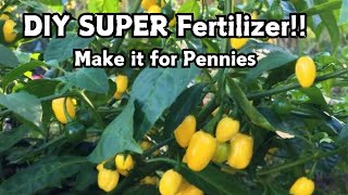 DIY SUPER Fertilizer  Make It Yourself for Pennies [upl. by Atirac]