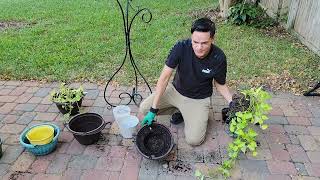 Trasplantando 3 plantas de sombra en macetas colgantes en el nuevo jardín pothos y filodendro [upl. by Adebayo]