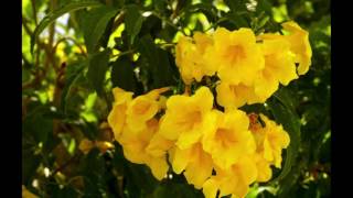 Tecoma stans  Yellow Elder [upl. by Neale]