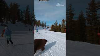 Moment skier narrowly misses bear on the slopes of Lake Tahoe California [upl. by Hampton]