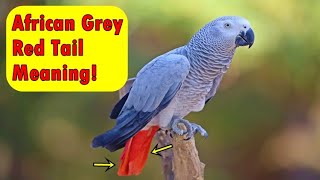 Why African Grey Parrots Evolved To Have Red Tails [upl. by Halsey942]