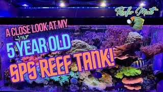 An Indepth Look at My 5 Year Old SPS Reef Tank [upl. by Marney]