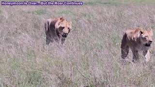 Lions in Love A Thrilling Hunt for Two Stunning Wildlife Footage 🦁 [upl. by Nauqad131]