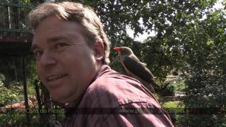 Oxpeckers feeding on human head  South Africa Travel Channel 24 [upl. by Yesor]