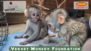 Two Orphan baby monkeys 🐒arrive while other orphans meet their new foster moms [upl. by Rains]