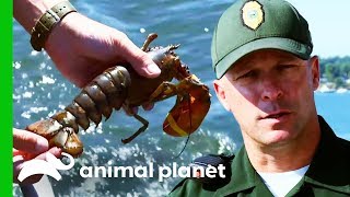 Teenage Fisherman Caught With Illegal Breeding Lobster  North Woods Law [upl. by Elnar]