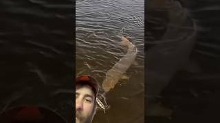 World Class Musky 🎣 musky giant wisconsin fishing adventure topwater [upl. by Ytsirhc]