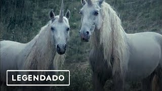 ☆LiL PEEP☆ x horsehead  right here legendado [upl. by Riem]