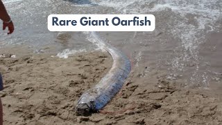 Rare Giant Oarfish  The doomsday fish [upl. by Ardnovahs]